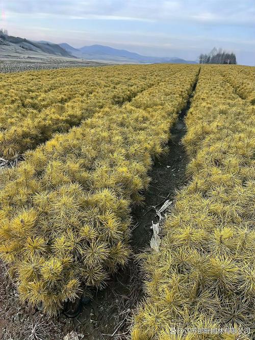 未来10年,专业苗圃将进入黄金发展期!