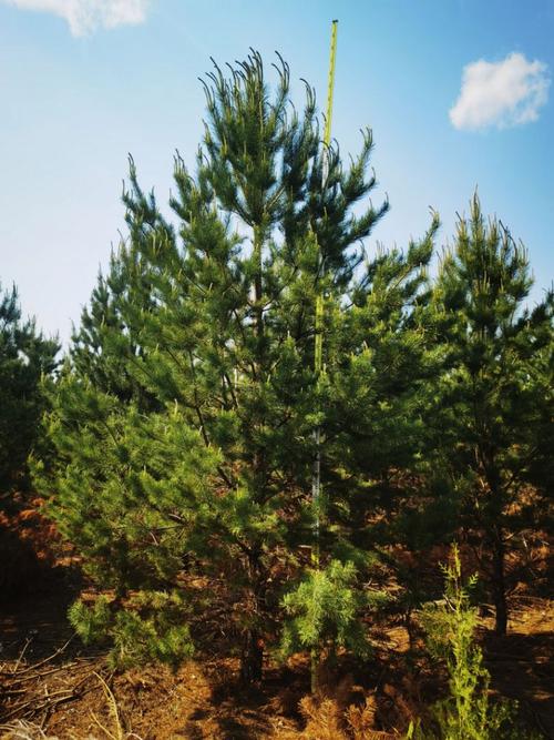 樟子松树苗价格一般是多少钱一苗。 樟子松树苗价格一般是多少钱一苗。