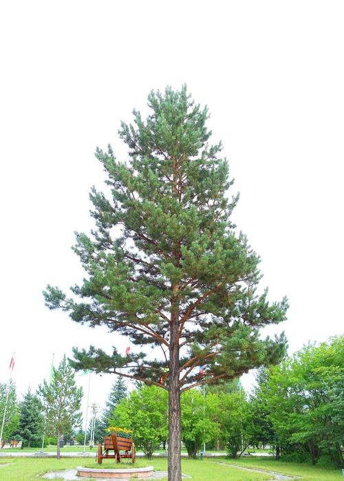 樟子松和落叶松怎么区分?有谁了解?