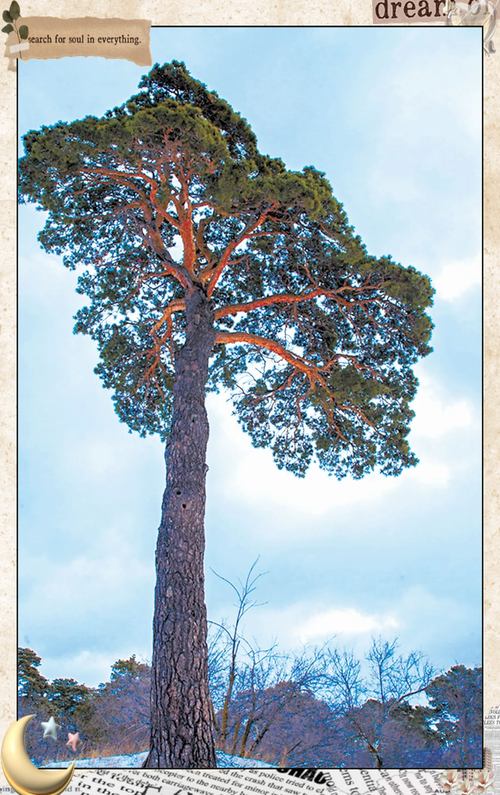 樟子松和落叶松怎么区分?有谁了解?