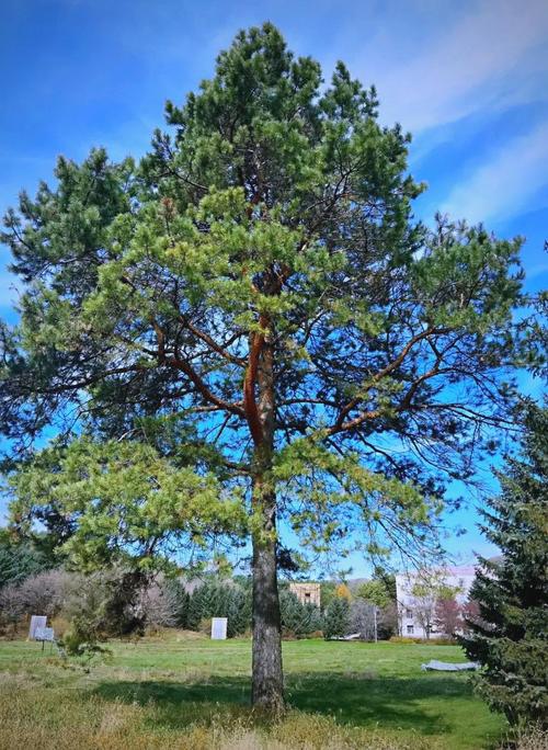 樟子松木是最差的实木吗 樟子松木是最差的实木吗