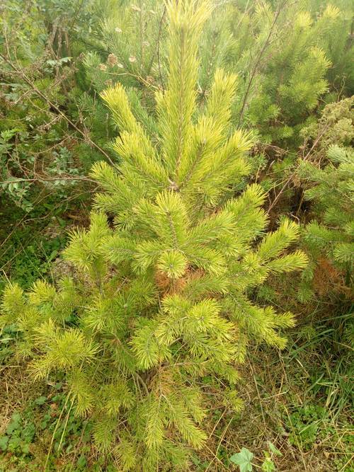 樟子松木是最差的实木吗 樟子松木是最差的实木吗