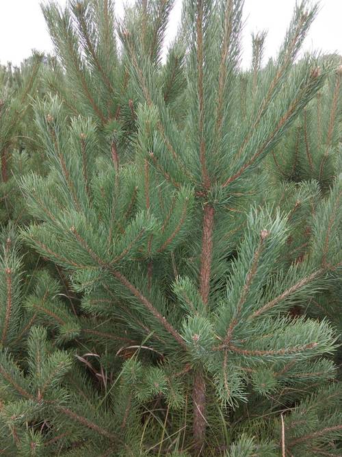 落叶松和樟子松有什么区别