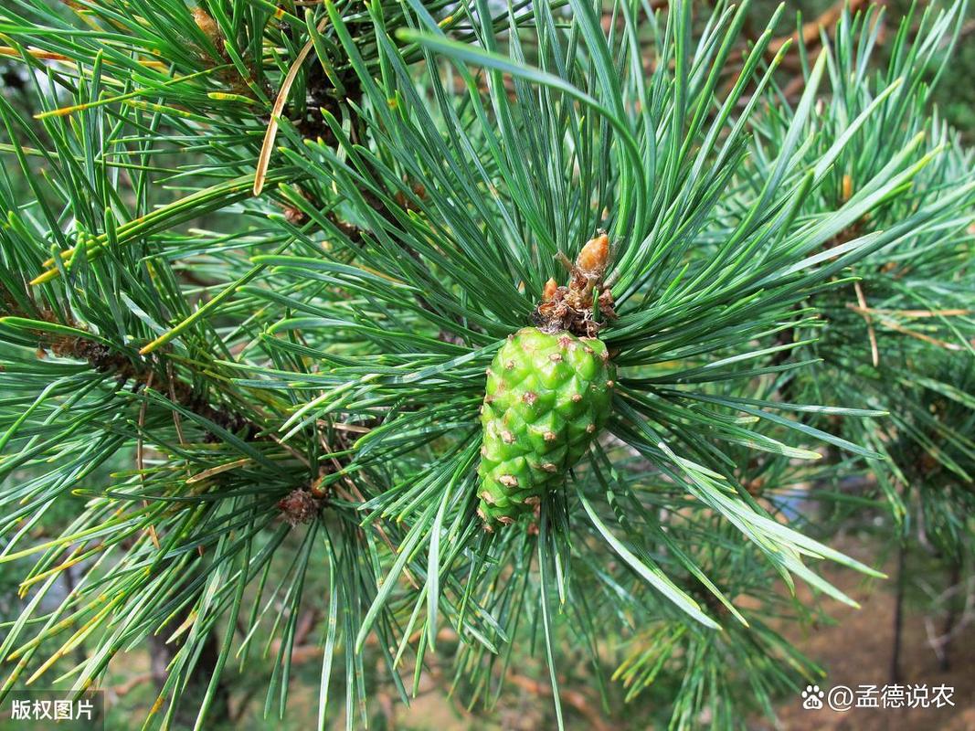 樟子松防腐木价格多少钱一立方 樟子松防腐木价格多少钱一立方