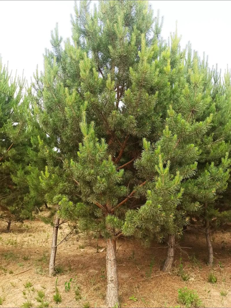 樟子松防腐木价格多少钱一立方 樟子松防腐木价格多少钱一立方