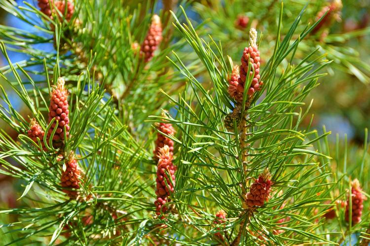 落叶松和樟子松有什么区别 落叶松和樟子松有什么区别